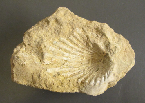 Fossile empreinte de - fossile,