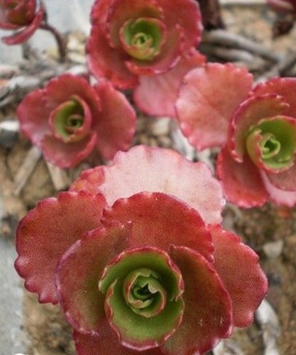 Orpin dragon blood red - orpin,