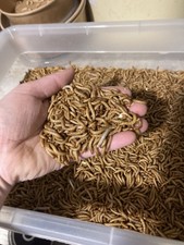 Vers de farine vivants, 1kg, qualité biologique,  Français