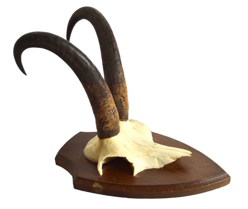 Cornes chamois ecusson - cornes, chamois,