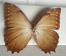 Morpho Theseus Theseus f. cretacea male - Colombie - 130 mm -