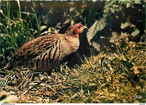 Carte postale animaux - postale,