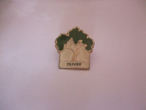 Pins foret arbre olivier - pins,