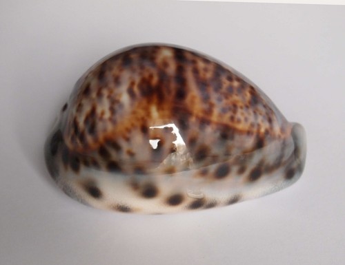 Cypraea tigris
