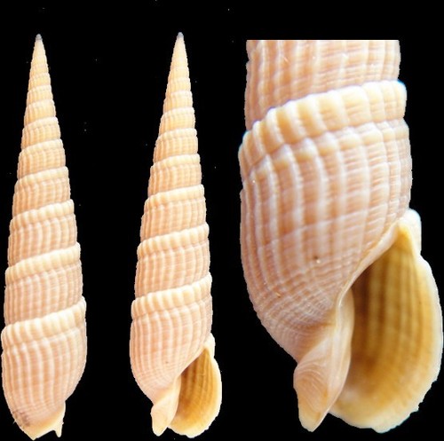 Coquillage collection - coquillage,
