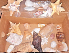 Gros lot de coquillages de collection pour Bernard-l'ermite terrarium aquarium