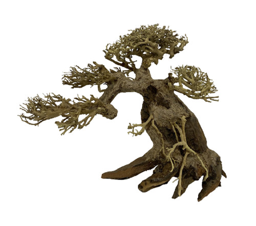 Bonsaï bois naturel 25 - 20,