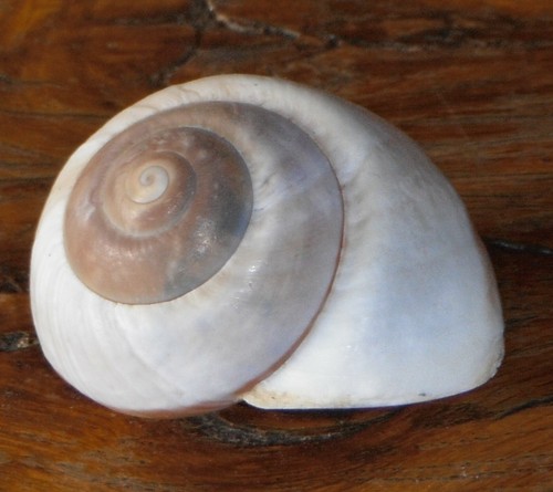 Coquillage escargot coquille - escargot,