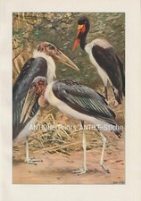 Marabu Jabiru (Jabiru