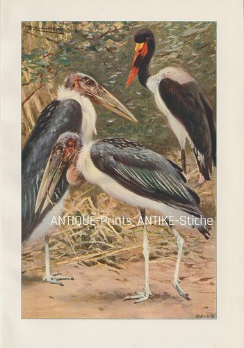 Marabu jabiru - jabiru, (jabiru