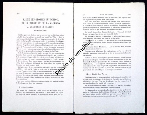 Paléontologie mammifères - paléontologie, (mammifères
