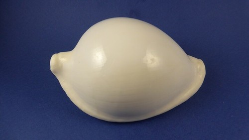 Coquillage ovula ovum -  coquillage,