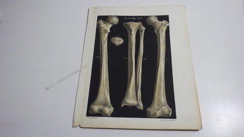 1850 lithographie couleur - 1850.lithographie, os