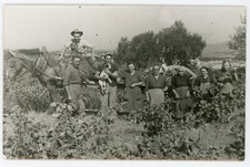 PHOTO, cariole cheval attelage travail champ vigne paysan agriculture fleur
