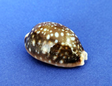 Cypraea Vitellus Dama 38 mm