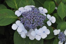 [Testé !/Opt COMME NEUF]