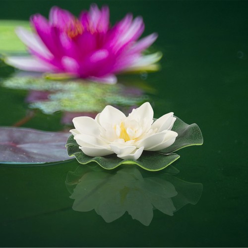 Ensemble fleur lotus - fleur,