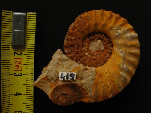 Ammonite callovien - du,