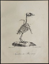 1830 - Squelette d'oiseau (Bec croisé) - Lithographie ancienne d'ornithologie