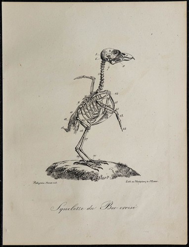 1830 squelette oiseau bec - 1830, (bec