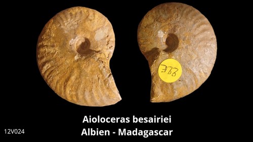 Ammonite aioloceras besairiei - aioloceras,