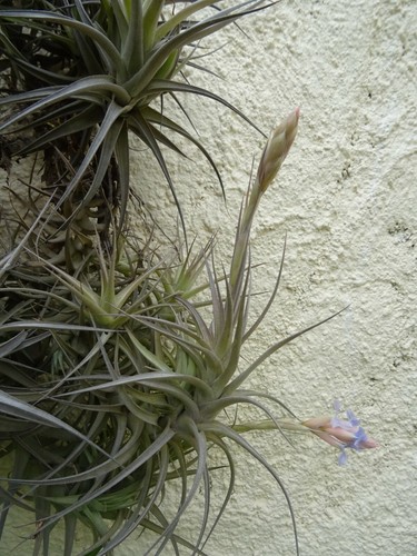 Lot tillandsia s boule - lot=3/4,