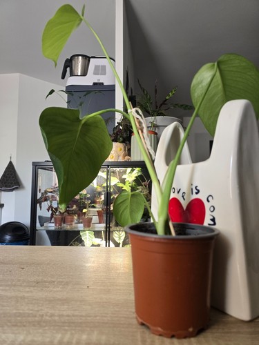 Plante monstera deliciosa - plante,
