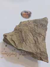 selenopeltis trilobite 