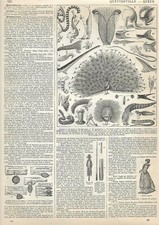 Gravure presse - Les embouts oiseaux, serpent, poissons ect