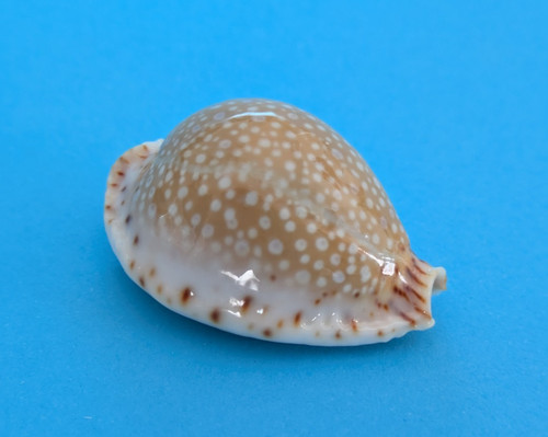 Cypraea lamarckii mm gem - lamarckii, 33,3