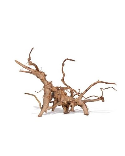 Racine vigne rare rouge - racine,
