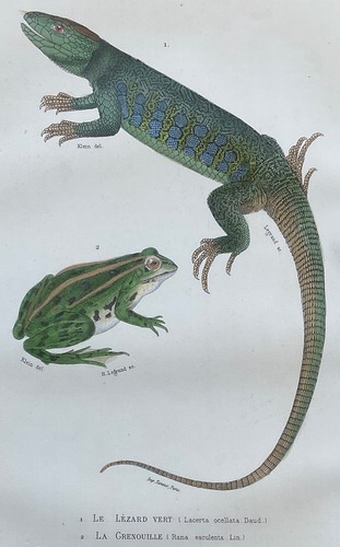 Zoologie lézard vert - lézard,