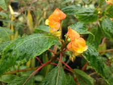 IMPATIENS BICORDATA ORANGE