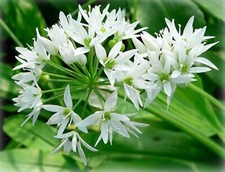 Lot De 3 Bulbes Ail Des Ours