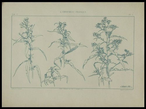 Lin habert dys 1896 - lin,,