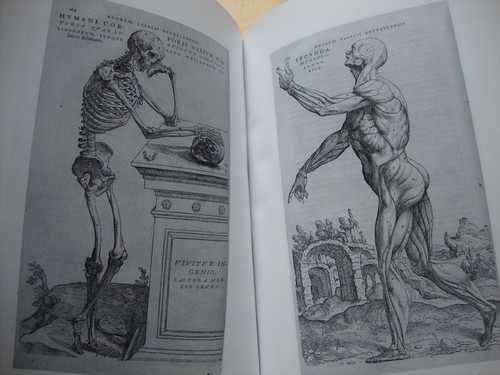 Renaissance anatomie cuir - renaissance,