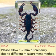 Insect En Résine Scorpion