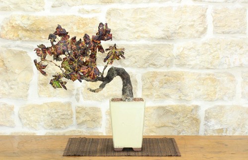 Bonsaï vigne - bonsaï,