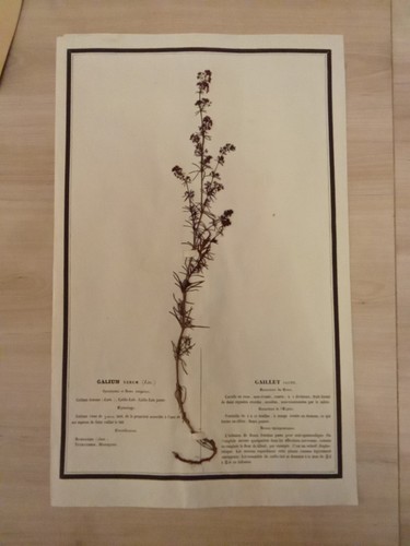 Ancien herbier botanique - ancien,