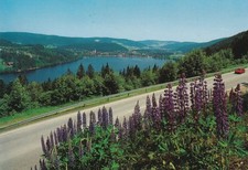 ALLEMAGNE - FORÊT NOIRE