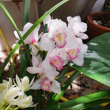 Cymbidium surprise