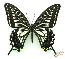 Ensemble De Papilio Xuthus