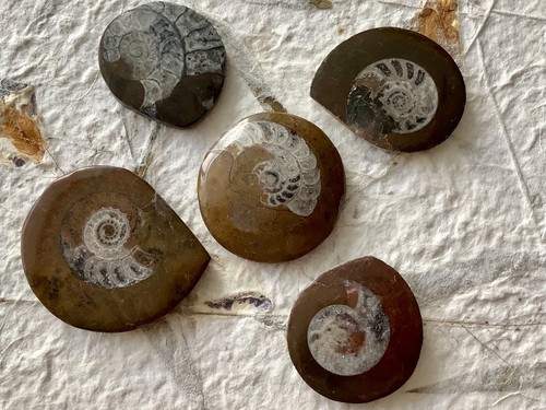 Five natural fossil ammonite - natural,