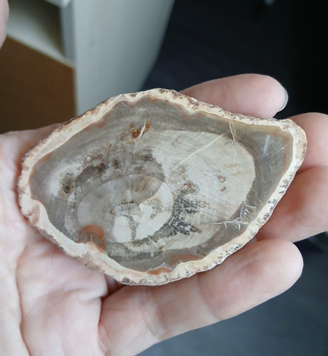 Tranche bois fossile - tranche, /