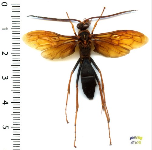 Guêpe wasp hemipepsis - guêpe, /