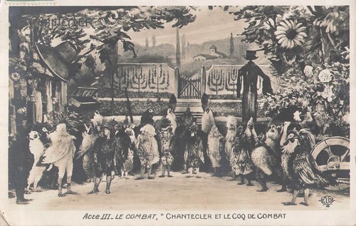 Chantecler coq de - et,