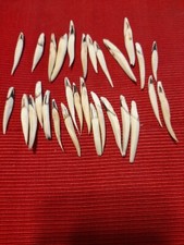 lot dents de sanglier pour