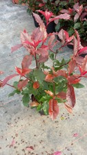 Photinia Magical Volcano® 'Kolmavoca' / Conteneur de 3 à 4 litres