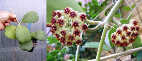 Hoya kerii,