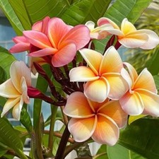 Graines fraîches plumeria - graines,